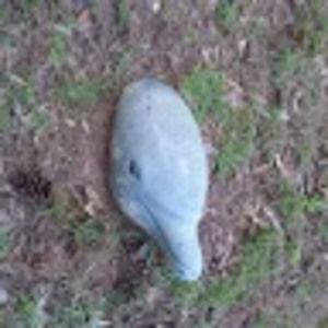 Meet your Posher, Wren